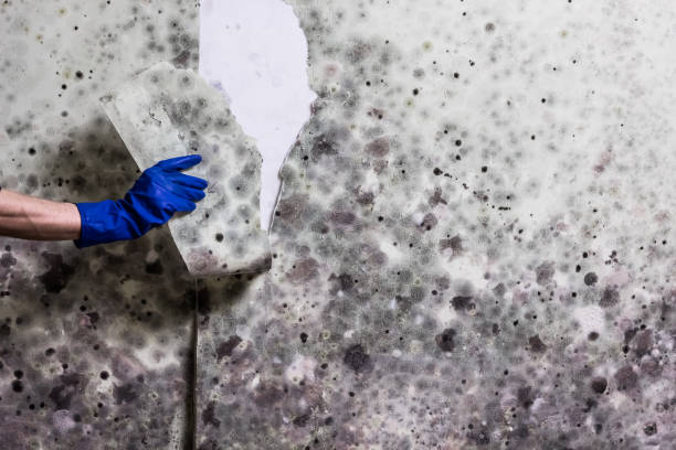Professional Mold Remediation in Oxford, PA